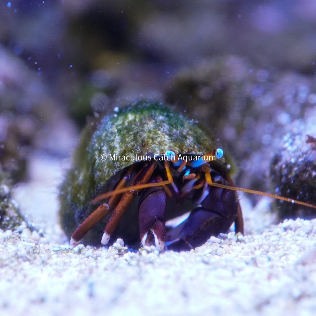 Red Legged Hermit Crab - Miraculous Catch Aquarium
